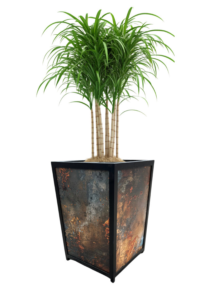 Donica  CORTEN